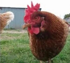 ACT bans battery cages and sow stalls